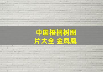 中国梧桐树图片大全 金凤凰